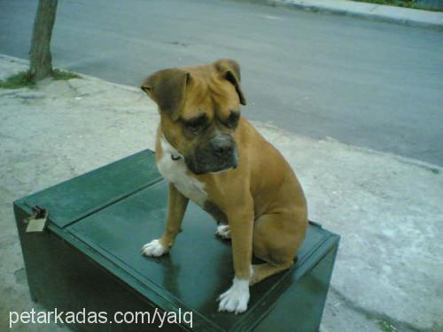 lady Dişi Boxer