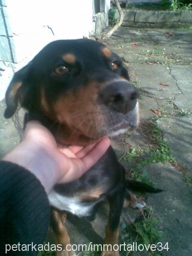 angel Dişi Rottweiler