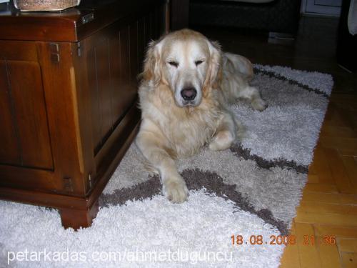 jessy Erkek Golden Retriever