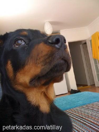 bambam Erkek Rottweiler