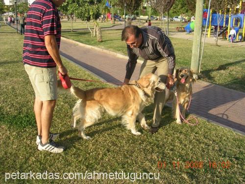 jessy Erkek Golden Retriever