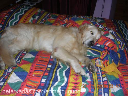 jessy Erkek Golden Retriever