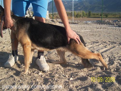 laİse Dişi Alman Çoban Köpeği