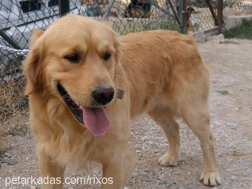 rixos Erkek Golden Retriever