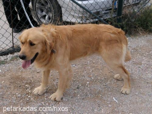 rixos Erkek Golden Retriever