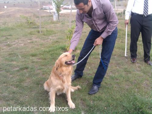 rixos Erkek Golden Retriever