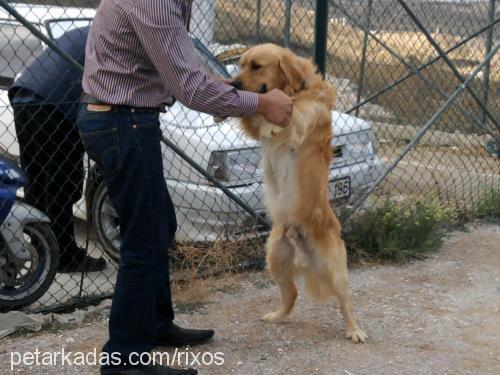 rixos Erkek Golden Retriever