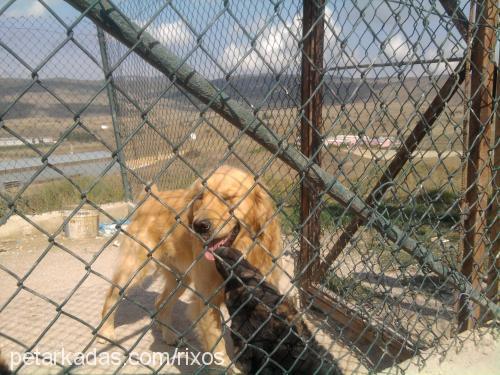 rixos Erkek Golden Retriever