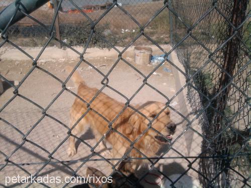 rixos Erkek Golden Retriever