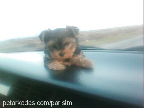 parİs Erkek Yorkshire Terrier