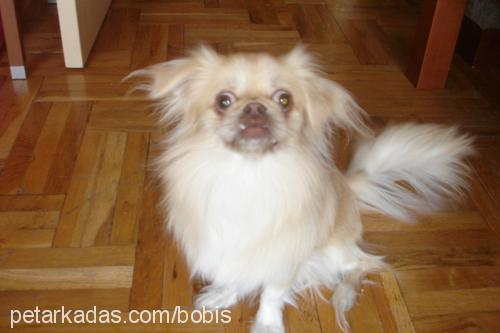 bobiş Erkek Pekingese