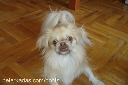 bobiş Erkek Pekingese