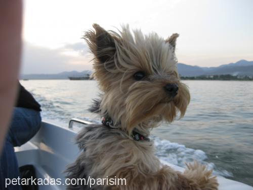 parİs Erkek Yorkshire Terrier