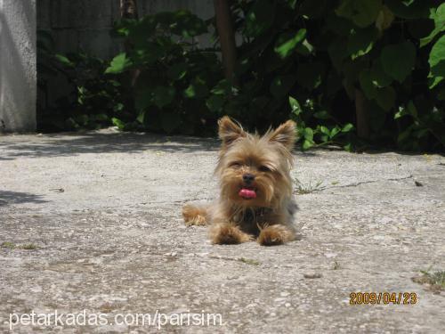 parİs Erkek Yorkshire Terrier