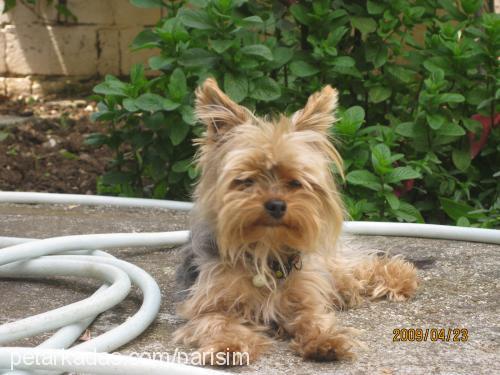 parİs Erkek Yorkshire Terrier