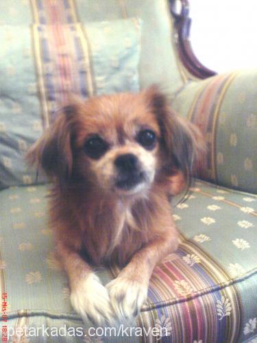 prenses Dişi Tibetli Spaniel