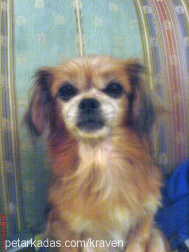 prenses Dişi Tibetli Spaniel