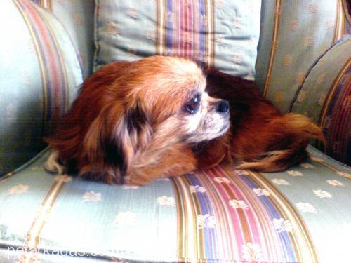 prenses Dişi Tibetli Spaniel