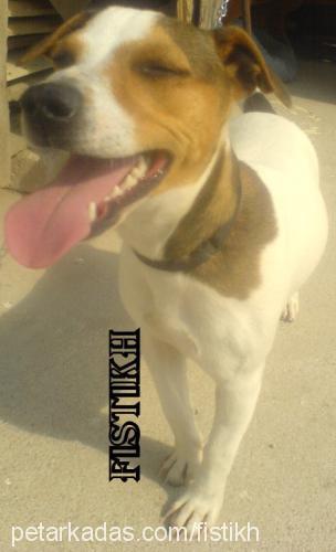 fıstık Dişi Jack Russell Terrier