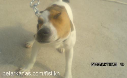 fıstık Dişi Jack Russell Terrier