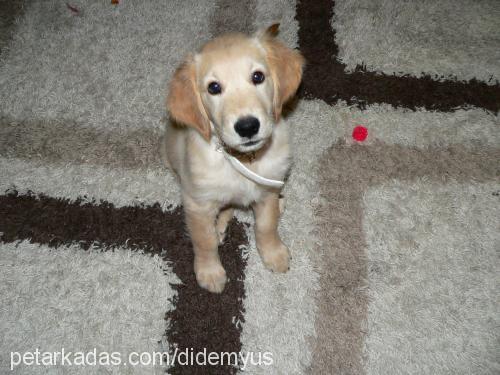 eva Dişi Golden Retriever