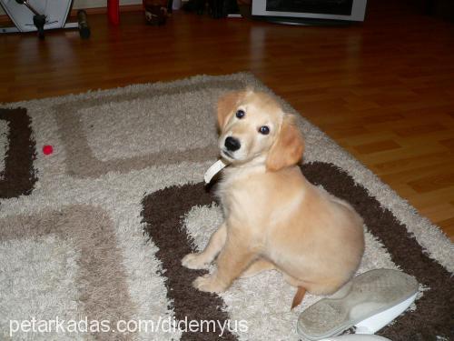 eva Dişi Golden Retriever