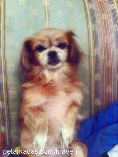 prenses Dişi Tibetli Spaniel