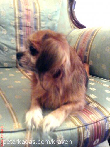 prenses Dişi Tibetli Spaniel