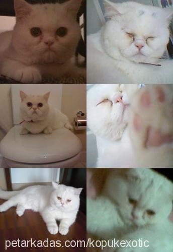 köpük Erkek Exotic Shorthair