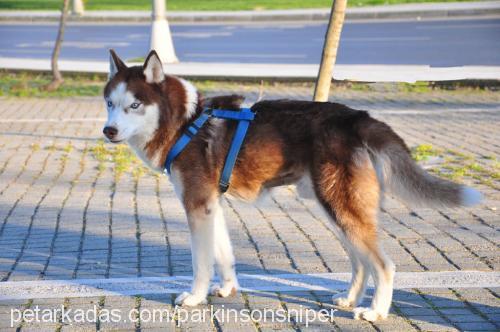 ares Erkek Sibirya Kurdu (Husky)