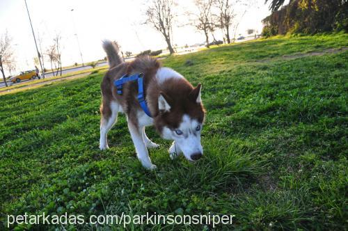 ares Erkek Sibirya Kurdu (Husky)