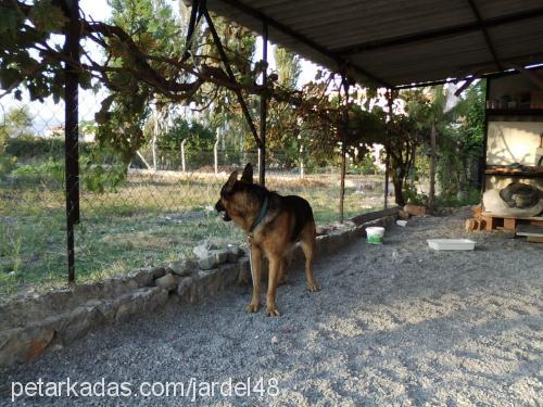 cango Erkek Alman Çoban Köpeği