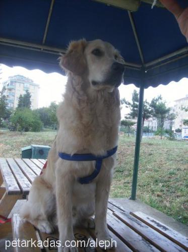 paşa Erkek Golden Retriever