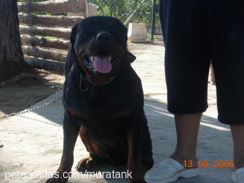 toro Erkek Rottweiler