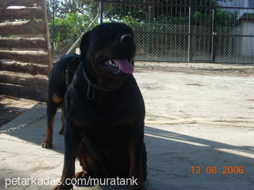 toro Erkek Rottweiler