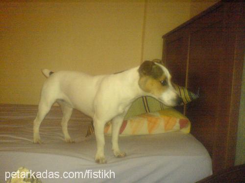 fıstık Dişi Jack Russell Terrier