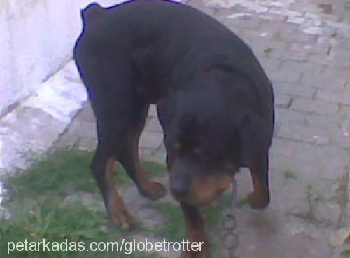 alex Erkek Rottweiler