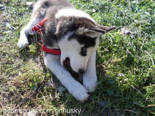 prenses Dişi Sibirya Kurdu (Husky)