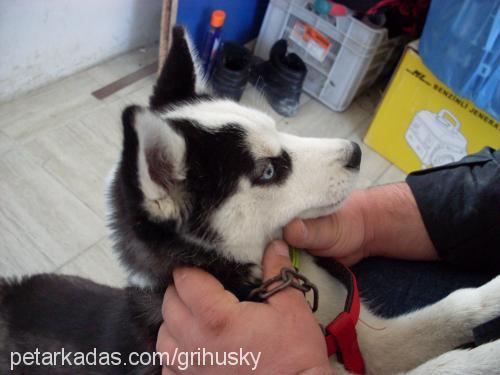 prenses Dişi Sibirya Kurdu (Husky)