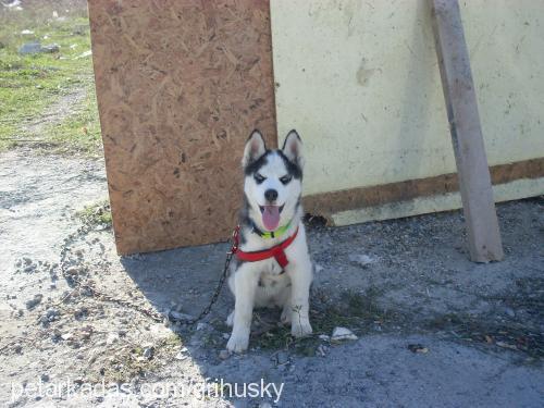 prenses Dişi Sibirya Kurdu (Husky)