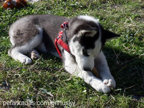 prenses Dişi Sibirya Kurdu (Husky)