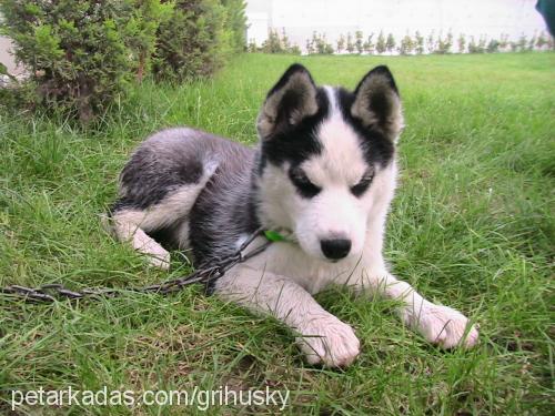 prenses Dişi Sibirya Kurdu (Husky)