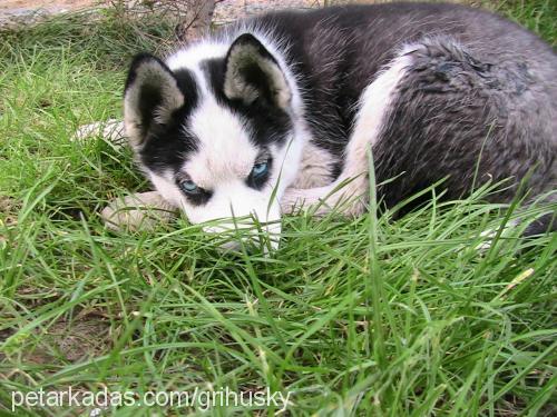 prenses Dişi Sibirya Kurdu (Husky)