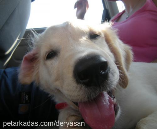 şan Erkek Golden Retriever