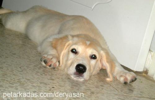 şan Erkek Golden Retriever