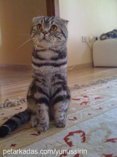 masik Erkek Scottish Fold