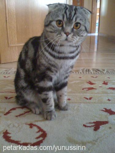 masik Erkek Scottish Fold