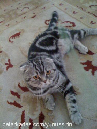 masik Erkek Scottish Fold