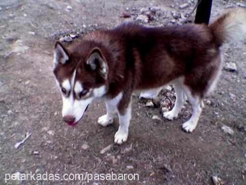 reİs Erkek Sibirya Kurdu (Husky)