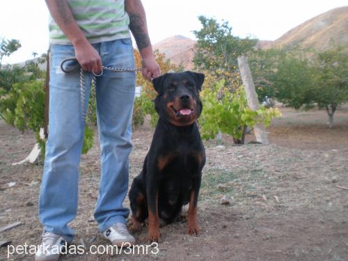 asya Dişi Rottweiler